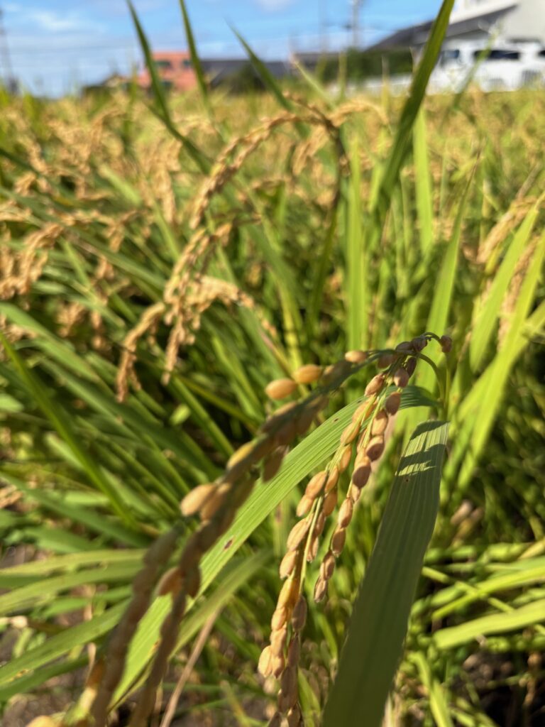 農業実習　Day11