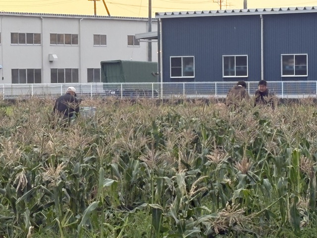 農業実習　Day16